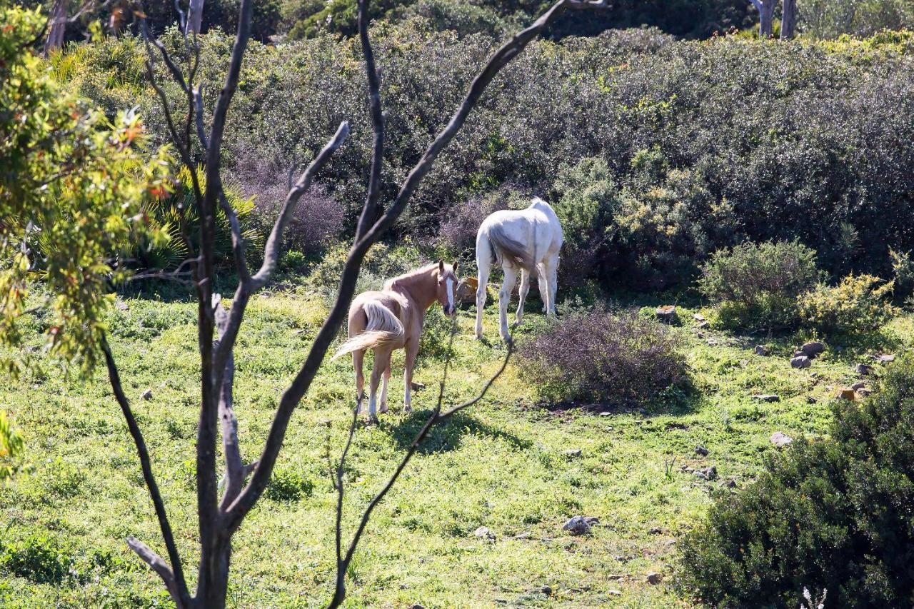 Casita Rural En Centro De Hipica Lägenhet Tarifa Exteriör bild