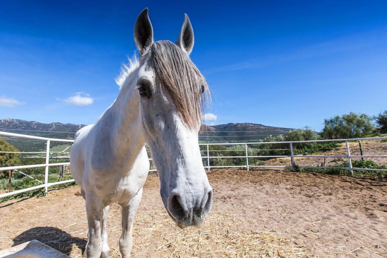 Casita Rural En Centro De Hipica Lägenhet Tarifa Exteriör bild